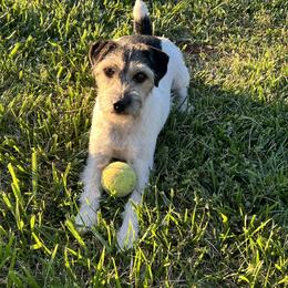 Parson Russell Terrier All Grown Up from Hanford Hills Terriers