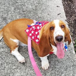 Fiona - Basset Hound