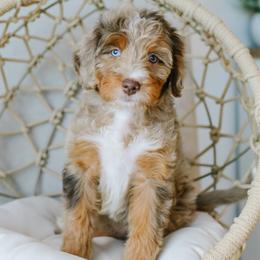 Maple - female Australian Mountain Doodle puppy in Spanish Fork, Utah from K Brand Doodles