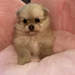 Viola - Cream sable parti female Pomeranian puppy in Bayonne, New Jersey from Pomeranian Dream