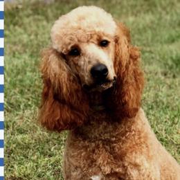 Jo - Goldendoodle