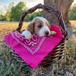 Fushia. Ella - Parti female Goldendoodle puppy in Celina, Texas from Kennedy Doodles