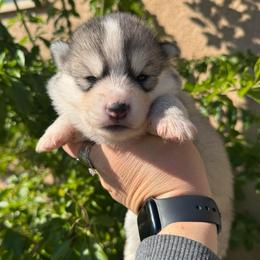 Cupcake - Black and white female Pomsky puppy in La Verne, California from Red Cedar Pomskies