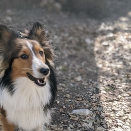 Pepper - Shetland Sheepdog