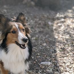 Pepper - Shetland Sheepdog