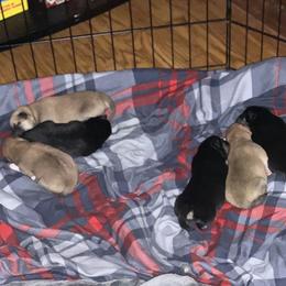 Shiba Inu Puppies from NJ Shiba Baby