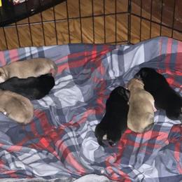 Shiba Inu Puppies from NJ Shiba Baby