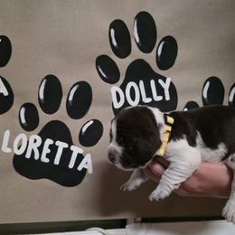 Loretta - Tri-Roan female English Springer Spaniel puppy in Ocoee, Tennessee from Ocoee Mountain Springers
