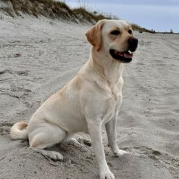Labrador Retrievers from Little River Labradors