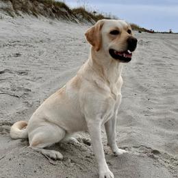 Labrador Retrievers from Little River Labradors