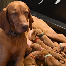 Vizslas from Walter Vizsla