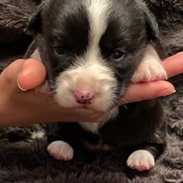 Cardigan Welsh Corgis from Thorssen Corgis
