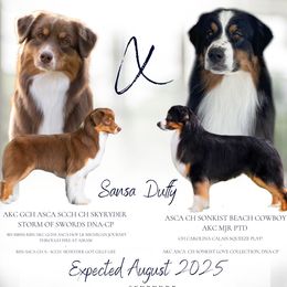 Australian Shepherd puppies from SkyRyder Australian Shepherds