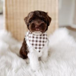 Toasty - Chocolate male Goldendoodle puppy in Syracuse, Indiana from The Doodle Cove