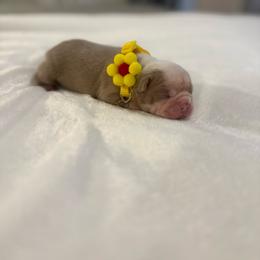 Moonpie - Lilac female Boston Terrier puppy in Richburg, South Carolina from Hidden Valley Bostons