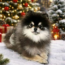 Teagan - Black and tan male Pomeranian puppy in Burton, Michigan from Ranger's Pomeranians