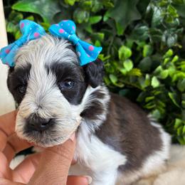 Lyra - Parti female Miniature Schnauzer puppy in Hemet, California from Journee Home Mini Schnauzers
