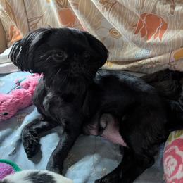 MeiLi - Shih Tzu