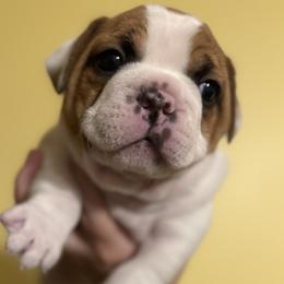 Boy 1 - Fawn and white male French Bulldog puppy in Litchfield, Ohio from Rock N’ Roll Frenchies