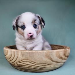Louie - Blue merle and white male American Corgi puppy in Taylorsville, North Carolina from America's Red White and Bluie Corgis