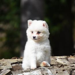 Snowy - White male Pomsky puppy in Coos Bay, Oregon from Ocean View Pomskies