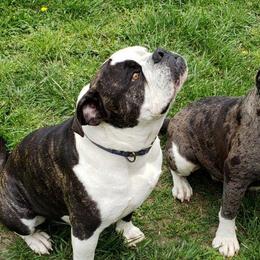 Alapaha Blue Blood Bulldogs from Old Dominion Kennels