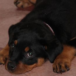 Greater Swiss Mountain Dog and Rottweiler Puppies from Cornerstone Kennels