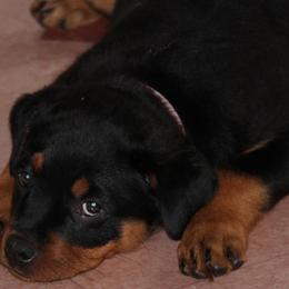 Greater Swiss Mountain Dog and Rottweiler Puppies from Cornerstone Kennels
