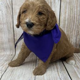 Purple Male - Apricot male Goldendoodle puppy in Great Falls, Montana from Montana Goldendoodles