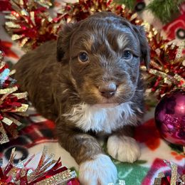 Bear - Red tri-color male Aussiedoodle puppy in Maysville, Missouri from Mini AussieDoodles on Meadow Lane
