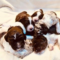 Newfypoo Puppies from Two Sisters Ranch, LLC
