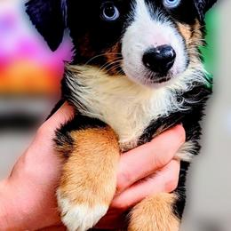 Precious - Black tri female Miniature Australian Shepherd puppy in Punta Gorda, Florida from Christie's Creekside Aussies