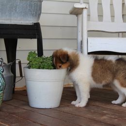Collie Puppies from Americana Rough Collies