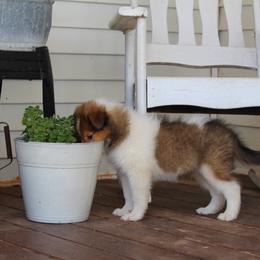 Collie Puppies from Americana Rough Collies