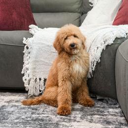Blue collar boy - Apricot male Goldendoodle puppy in Spokane, Washington from Dream Doodles in Spokane WA