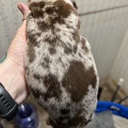 Dachshund Puppies from The Weenie Herd Mom