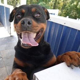 Girl 1 - female Rottweiler puppy in Charleston, West Virginia from Louisov Kennel