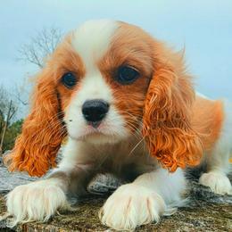Leo - Blenheim male Cavalier King Charles Spaniel puppy in Watsontown, Pennsylvania from Huntsman Cavaliers