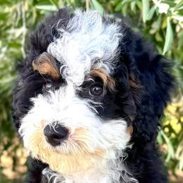 Sully - Tri-color male Bernedoodle puppy in Vacaville, California from Starlight Goldendoodles