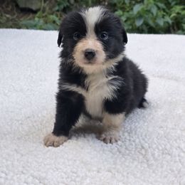 Bug - Black and white female Border Collie puppy in East Brady, Pennsylvania from Riverwood