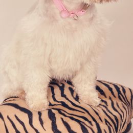 Goldendoodles, Miniature Schnauzers, and Poodles from 501Doodles