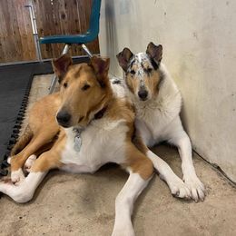 Collies from Suburbia Kennels