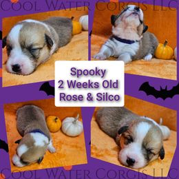Spooky - Fawn female Pembroke Welsh Corgi puppy in Kiowa, Colorado from Cool Water Corgis LLC
