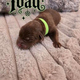 Lime green - Chocolate male Labrador Retriever puppy in Bartlett, Tennessee from Red Hearts Labradors