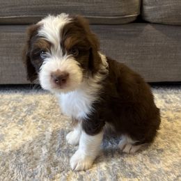 Fiyero - male Australian Mountain Doodle puppy in Culpeper, Virginia from Hazel River Doodles