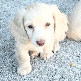 Blue - Cream female Dachshund puppy in Tahlequah, Oklahoma from Love Some Dogs Dachshunds & Cavalier King Charles Spaniels,Cavapoos