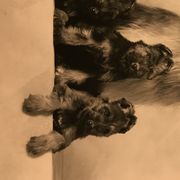 Briard Puppies from Deja Vu Briards