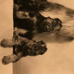 Briard Puppies from Deja Vu Briards