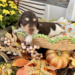Wednesday Addams - Chocolate and cream female Dachshund puppy in Middleton, Idaho from Doodle Doxie