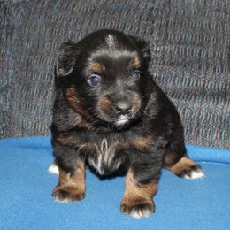 Kit Fisto - Black tri male Miniature American Shepherd puppy in Hillsdale, Michigan from Faithwalk Aussies and Mini American Shepherds